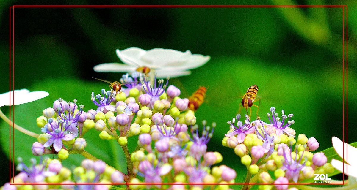 微矩∶飞翔花朵面前食蚜蝇。