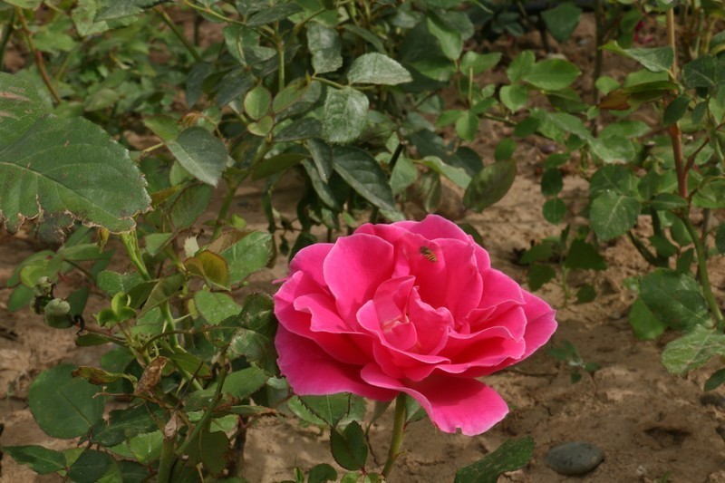 被矮化的月季花随拍