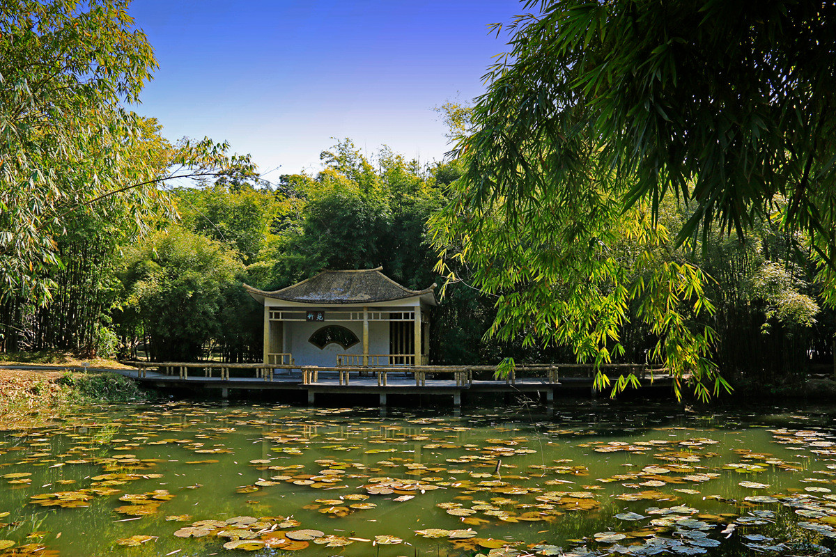 华南植物园冬景