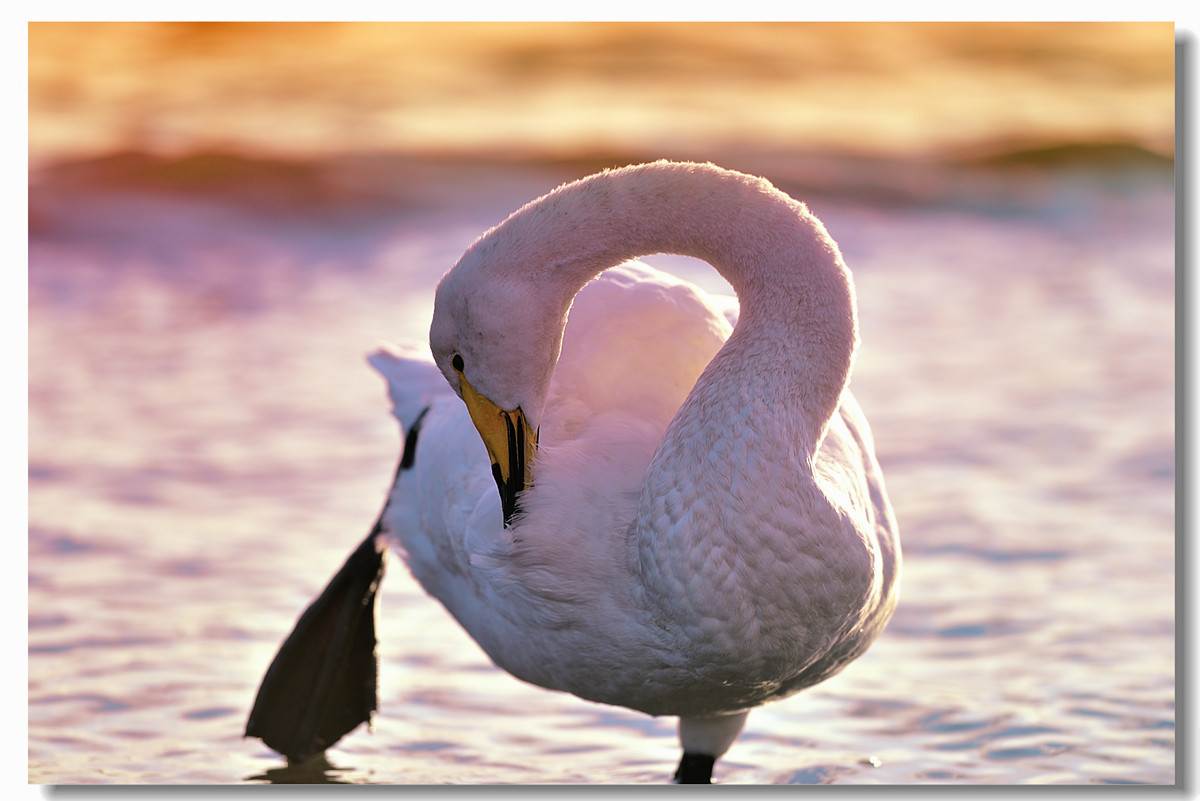 #回忆2014#【老张光影回首2014第三季》深爱尼康痴迷光影——老张的光与影