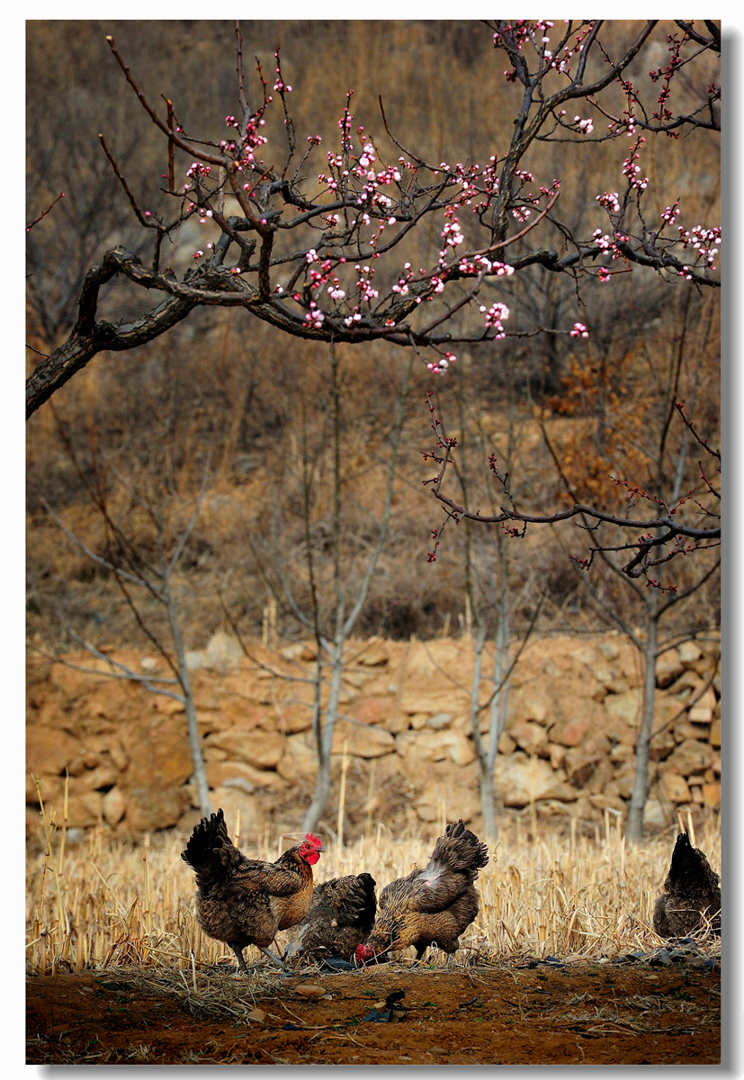 #回忆2014#【老张光影回首2014第三季》深爱尼康痴迷光影——老张的光与影