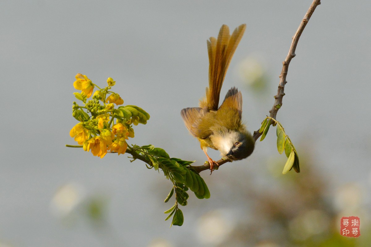 #尼康鸟类作品赏析第四期#形态优美的黄腹鹪莺