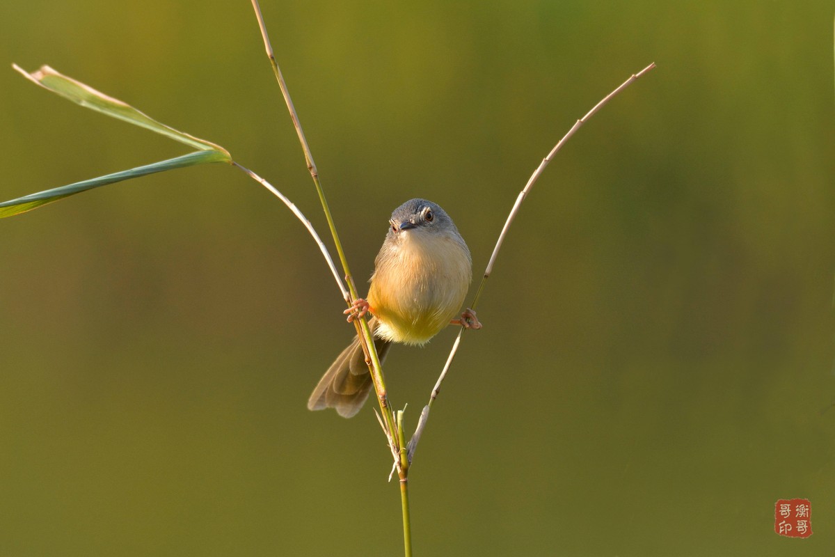 #尼康鸟类作品赏析第四期#形态优美的黄腹鹪莺