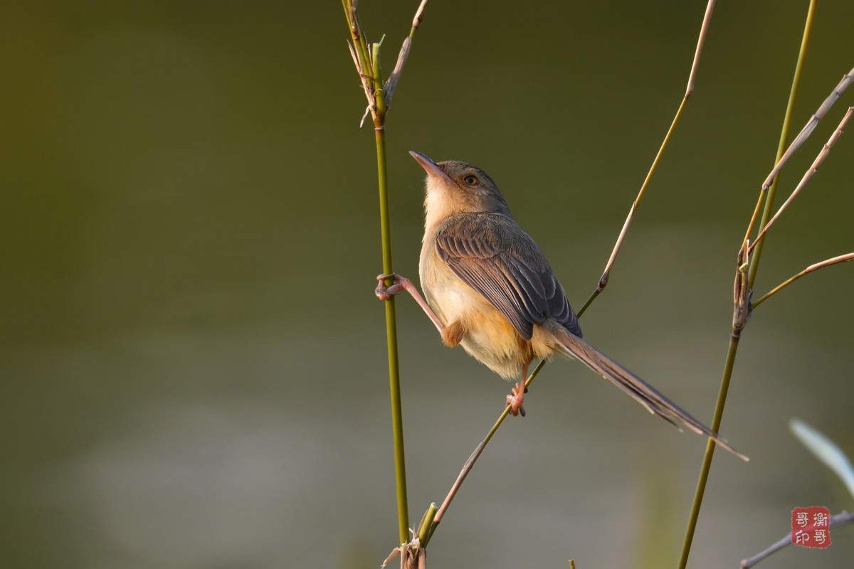 #尼康鸟类作品赏析第四期#形态优美的黄腹鹪莺