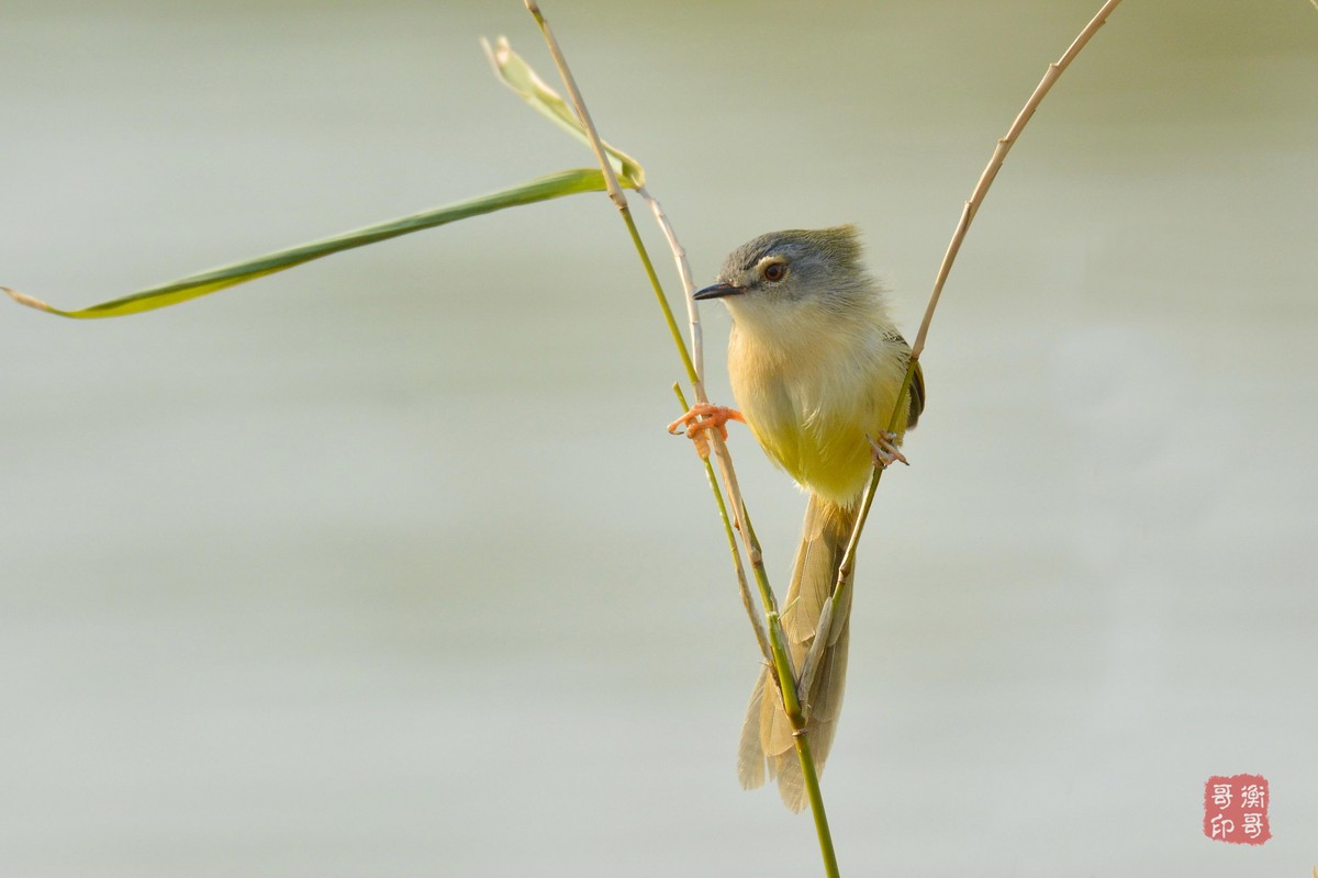 #尼康鸟类作品赏析第四期#形态优美的黄腹鹪莺