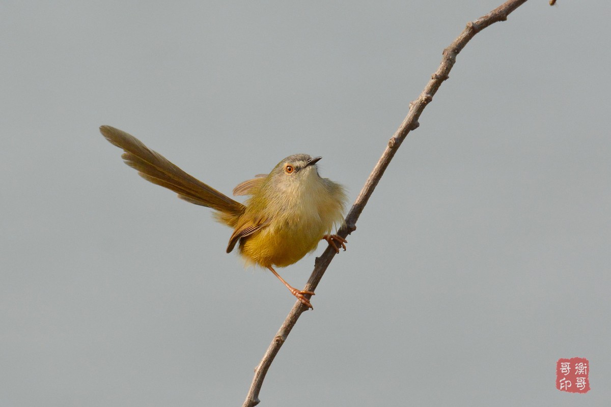 #尼康鸟类作品赏析第四期#形态优美的黄腹鹪莺