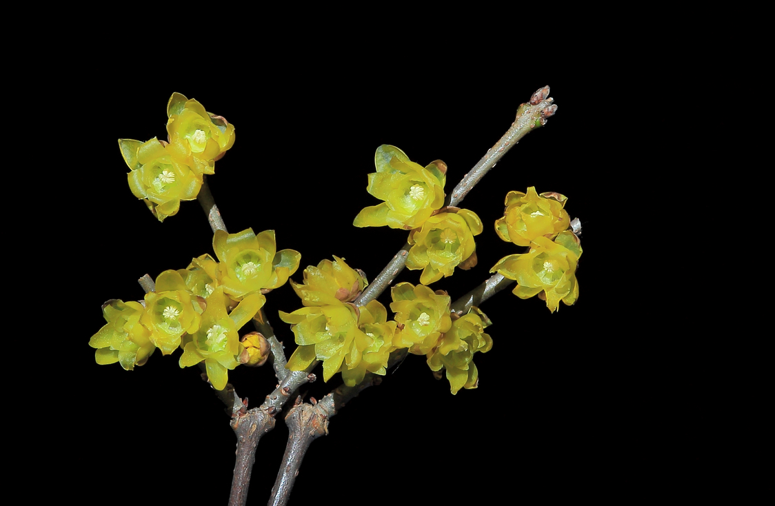 阳光、花、时间就是机会，新版第一帖再次拍《腊梅》含蓄质感型，对应上次热烈奔放型