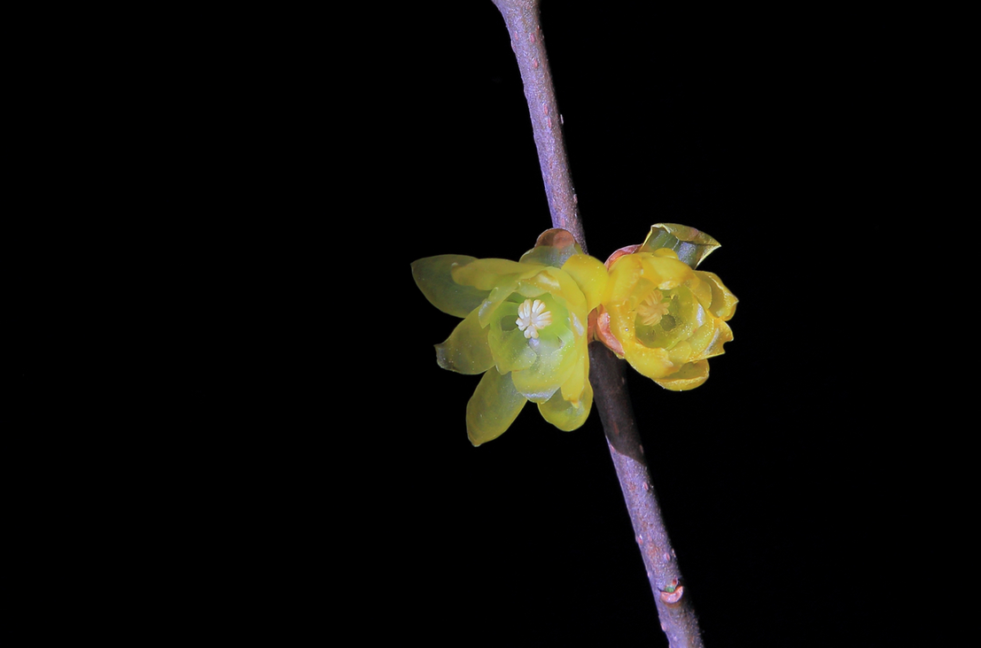 阳光、花、时间就是机会，新版第一帖再次拍《腊梅》含蓄质感型，对应上次热烈奔放型