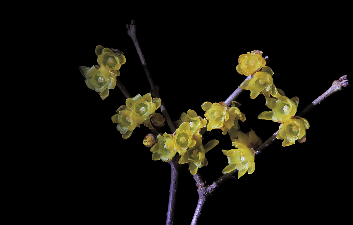 阳光、花、时间就是机会，新版第一帖再次拍《腊梅》含蓄质感型，对应上次热烈奔放型