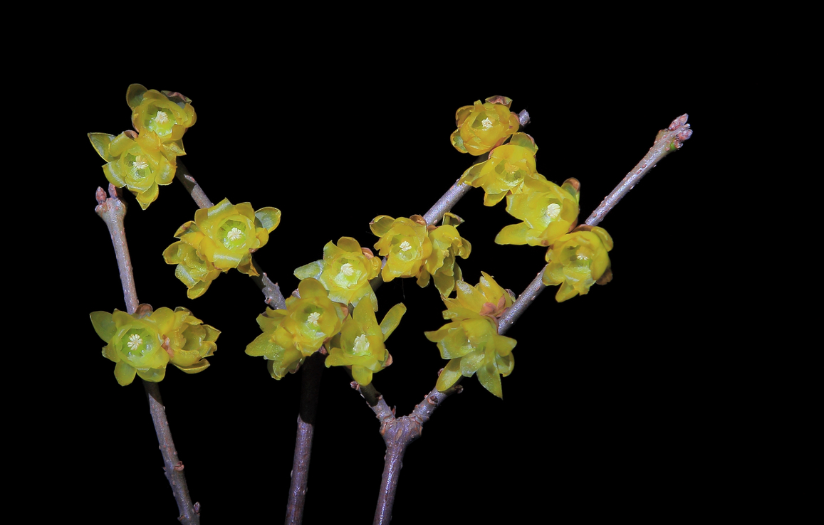 阳光、花、时间就是机会，新版第一帖再次拍《腊梅》含蓄质感型，对应上次热烈奔放型