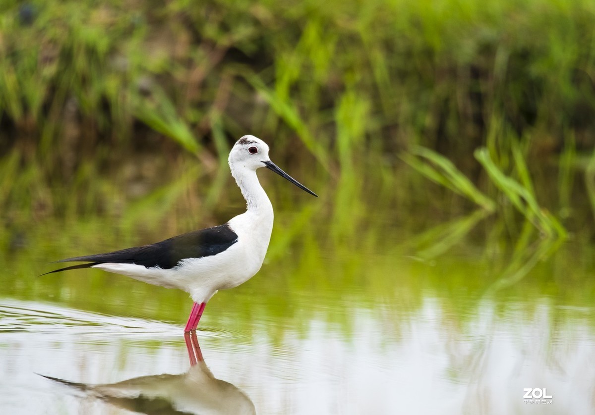 拍鸟新手，上传几张试指片请各位多指导