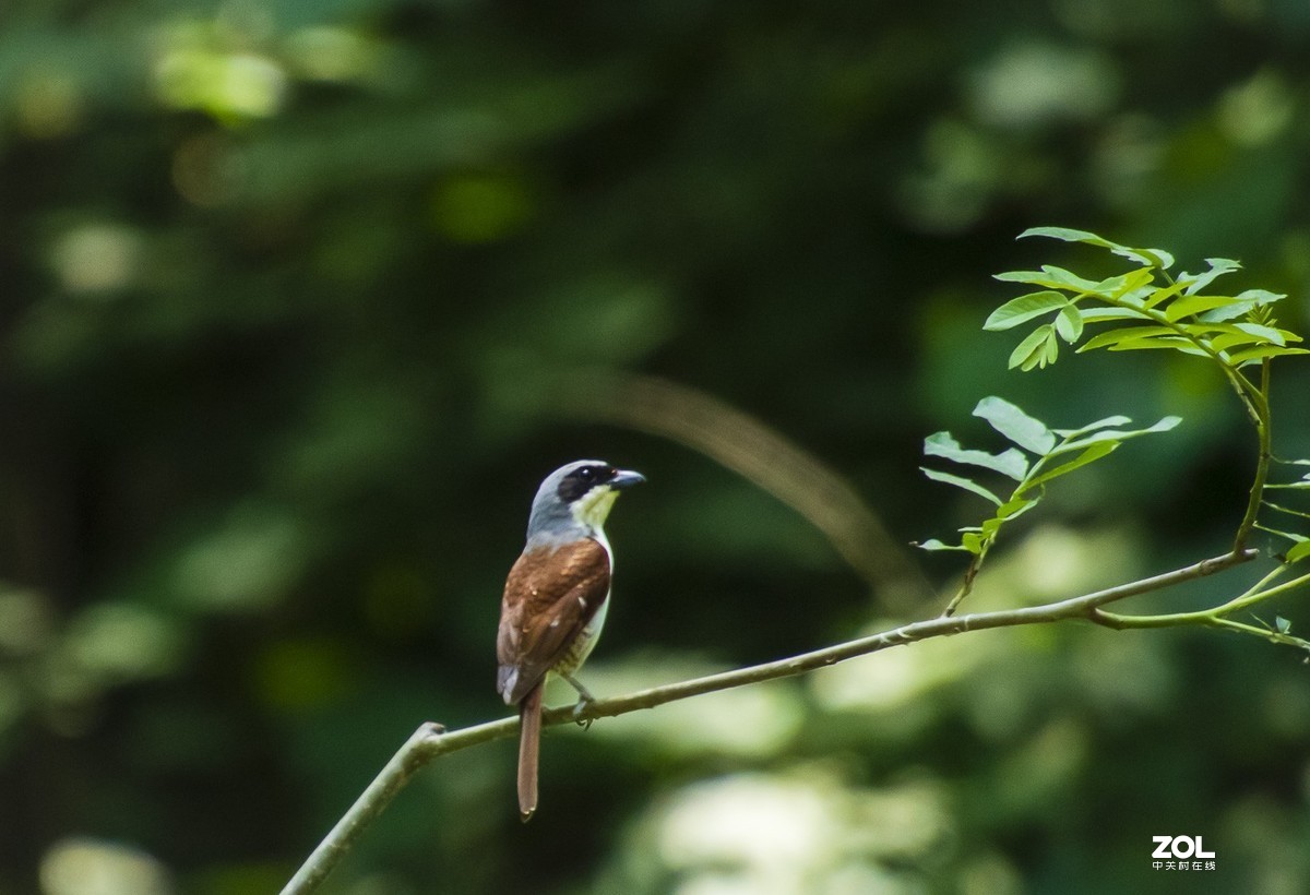 拍鸟新手，上传几张试指片请各位多指导