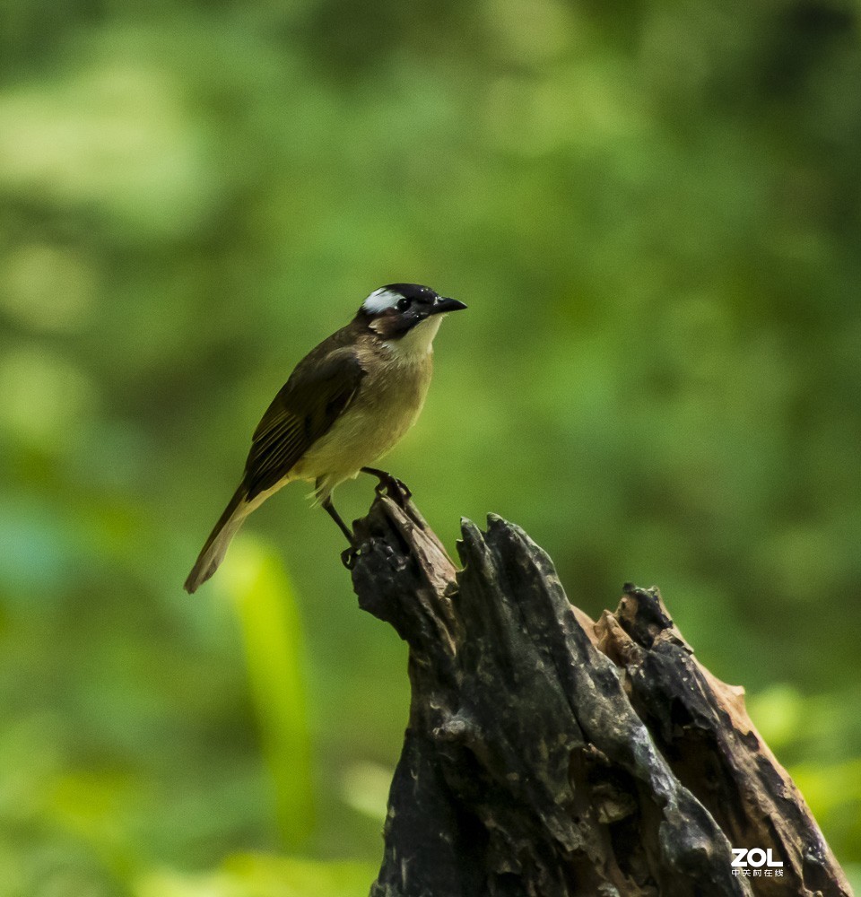 拍鸟新手，上传几张试指片请各位多指导