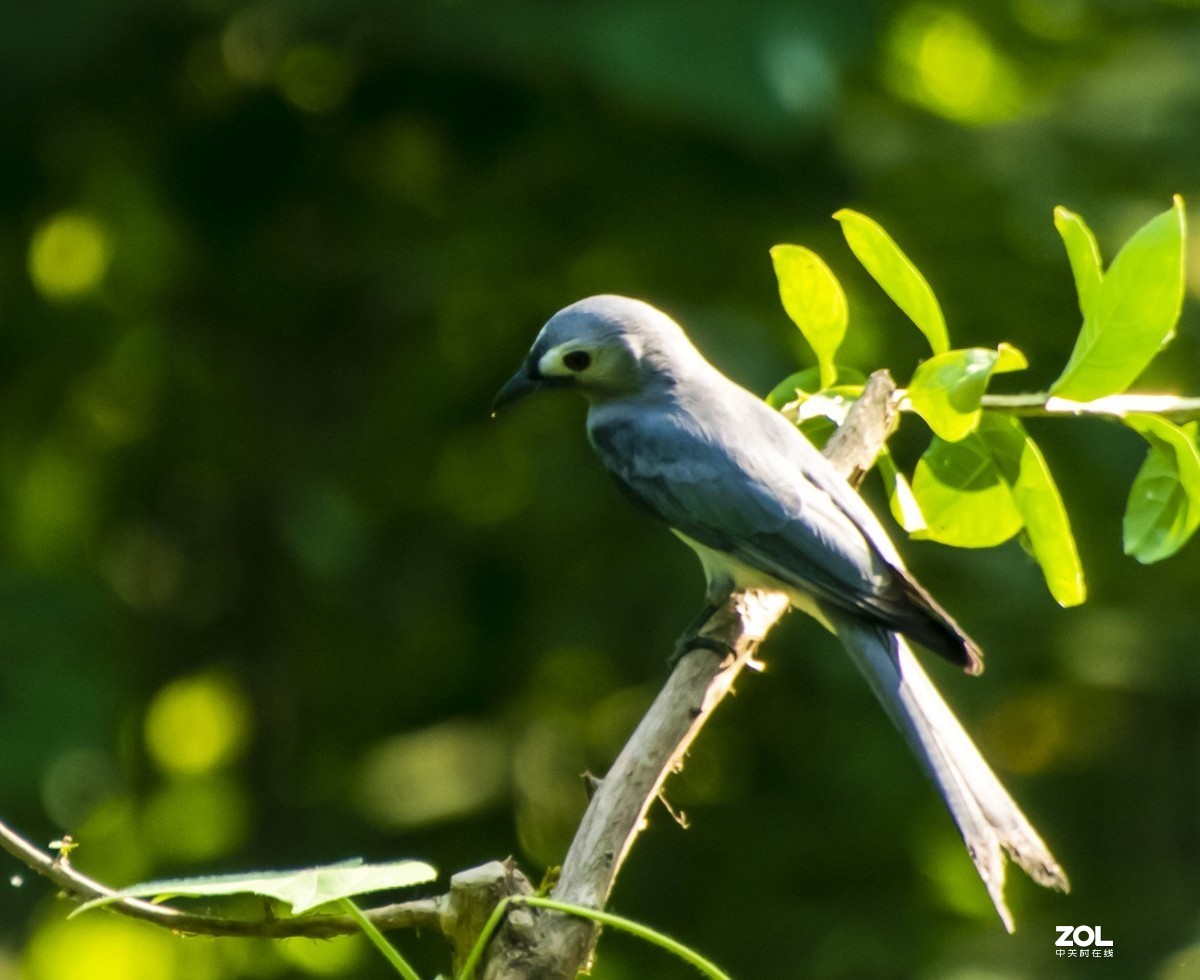 拍鸟新手，上传几张试指片请各位多指导