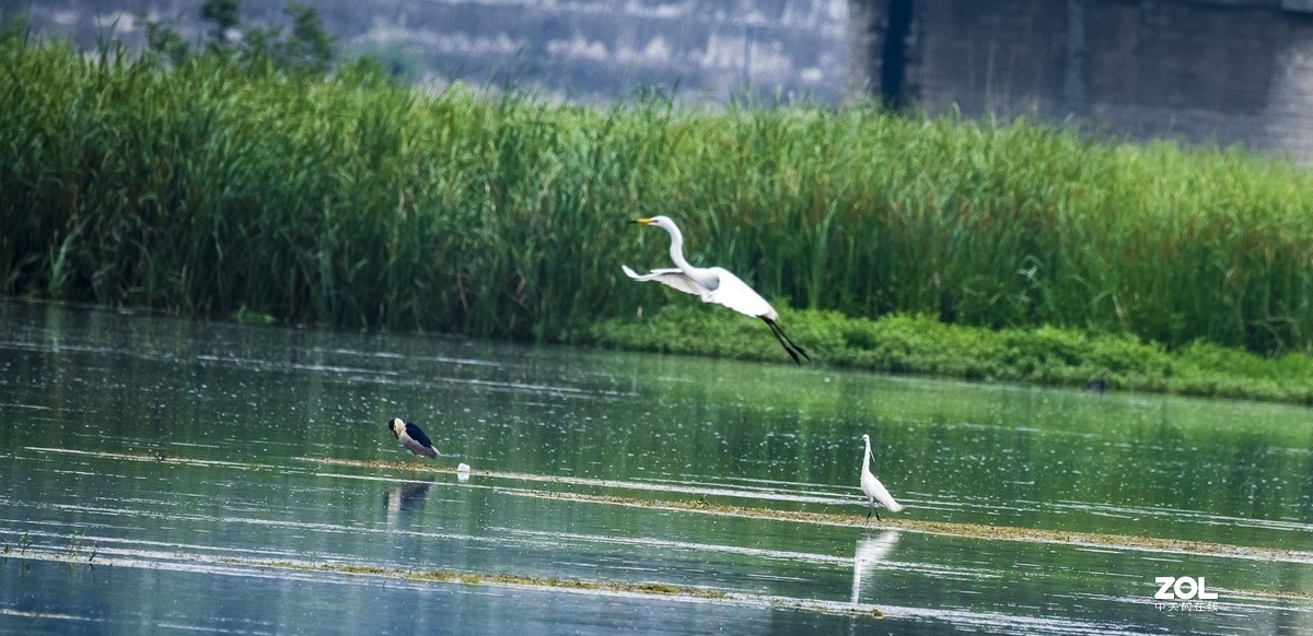 拍鸟新手，上传几张试指片请各位多指导