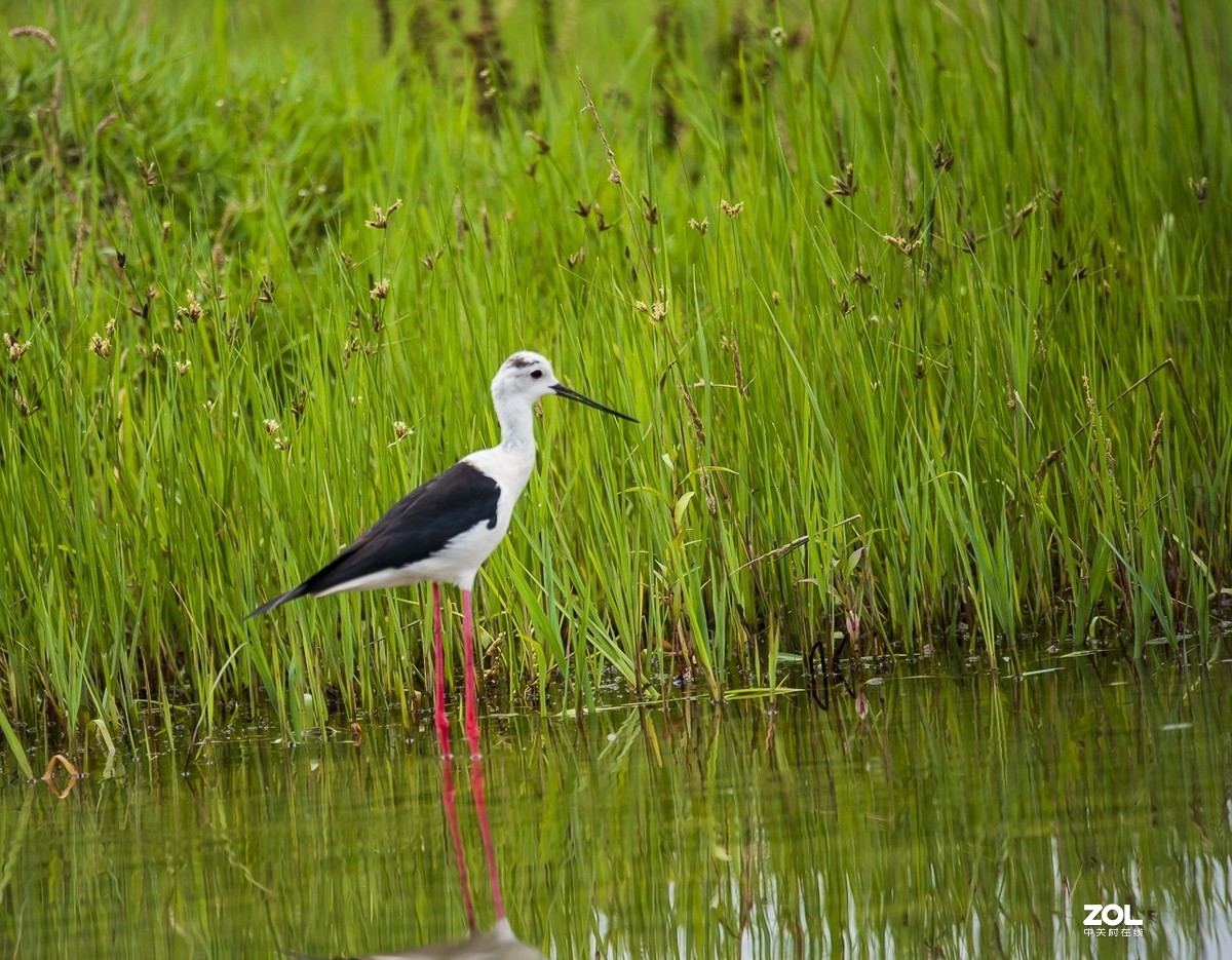 拍鸟新手，上传几张试指片请各位多指导