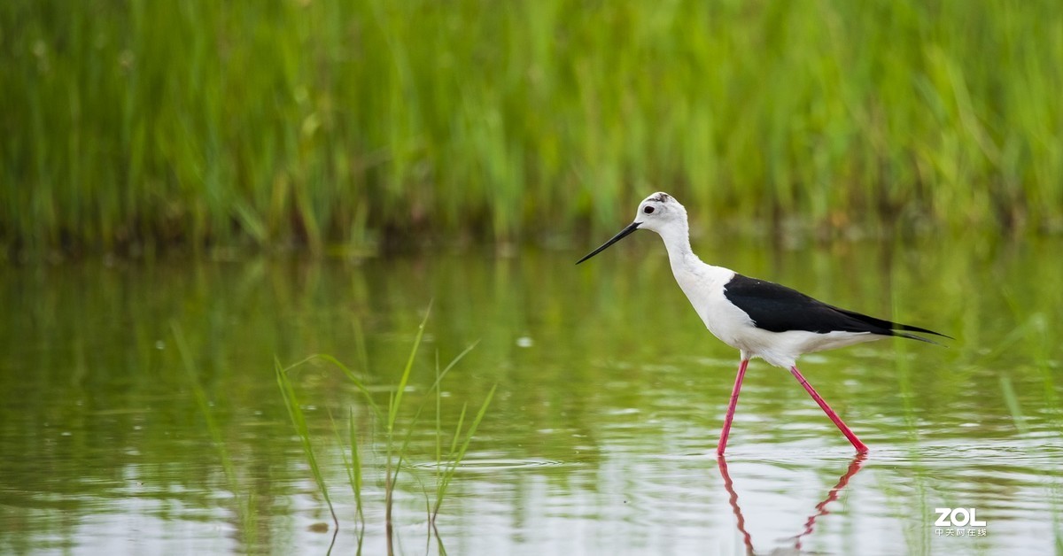 拍鸟新手，上传几张试指片请各位多指导
