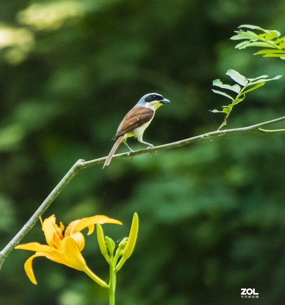 拍鸟新手，上传几张试指片请各位多指导