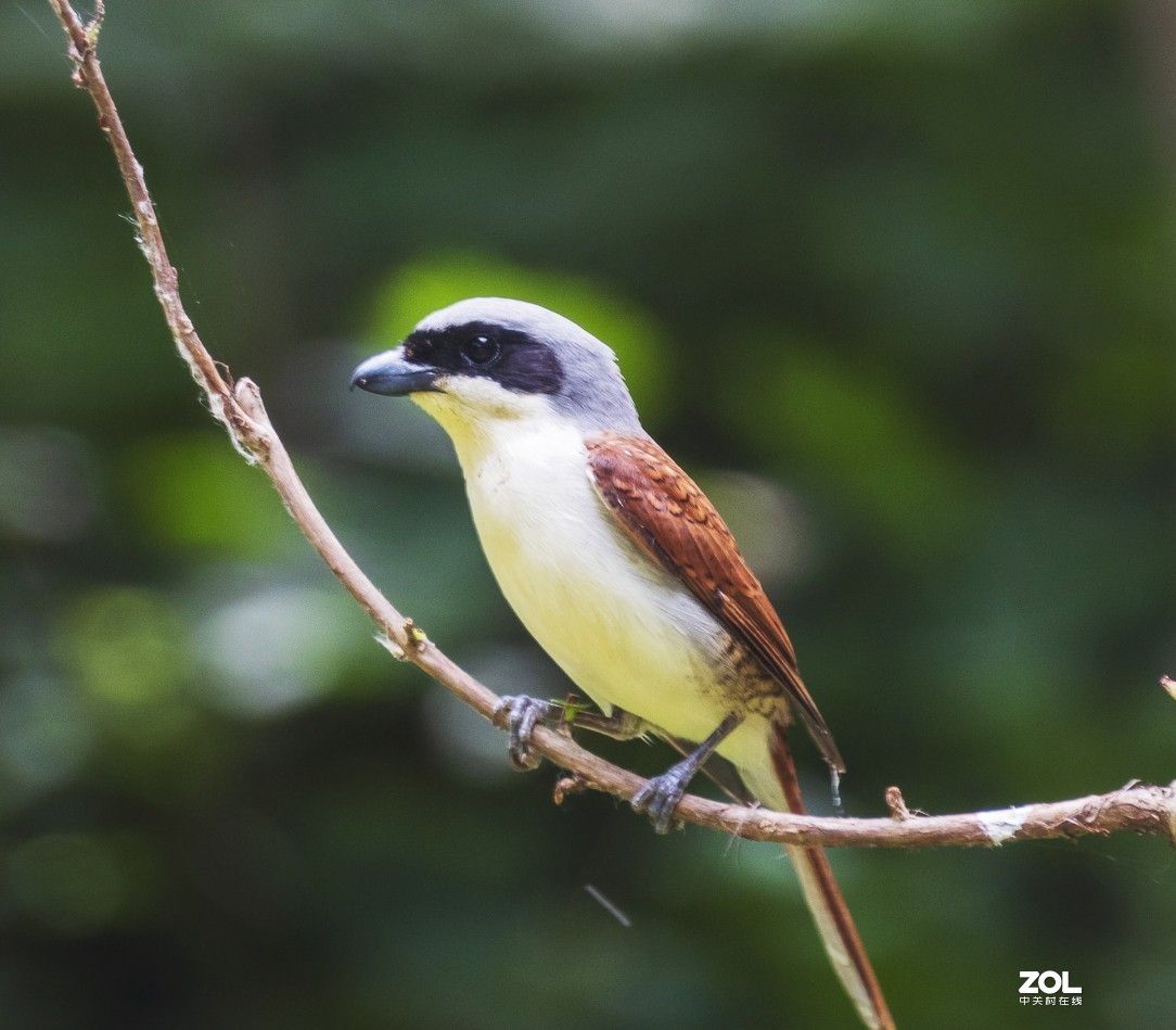 拍鸟新手，上传几张试指片请各位多指导