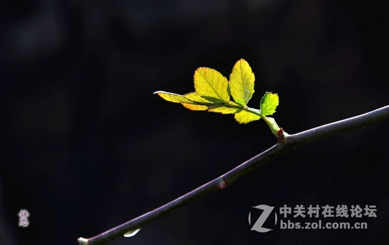 冬天里的一抹绿