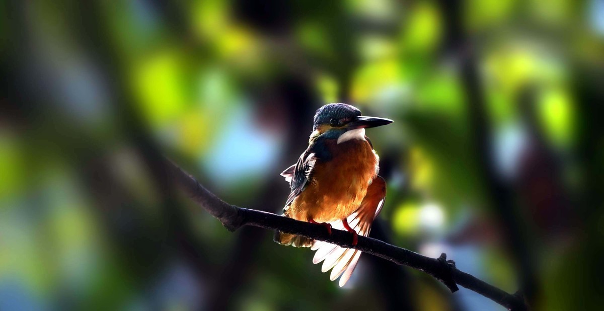 索尼A7RIII     打鸟   试机