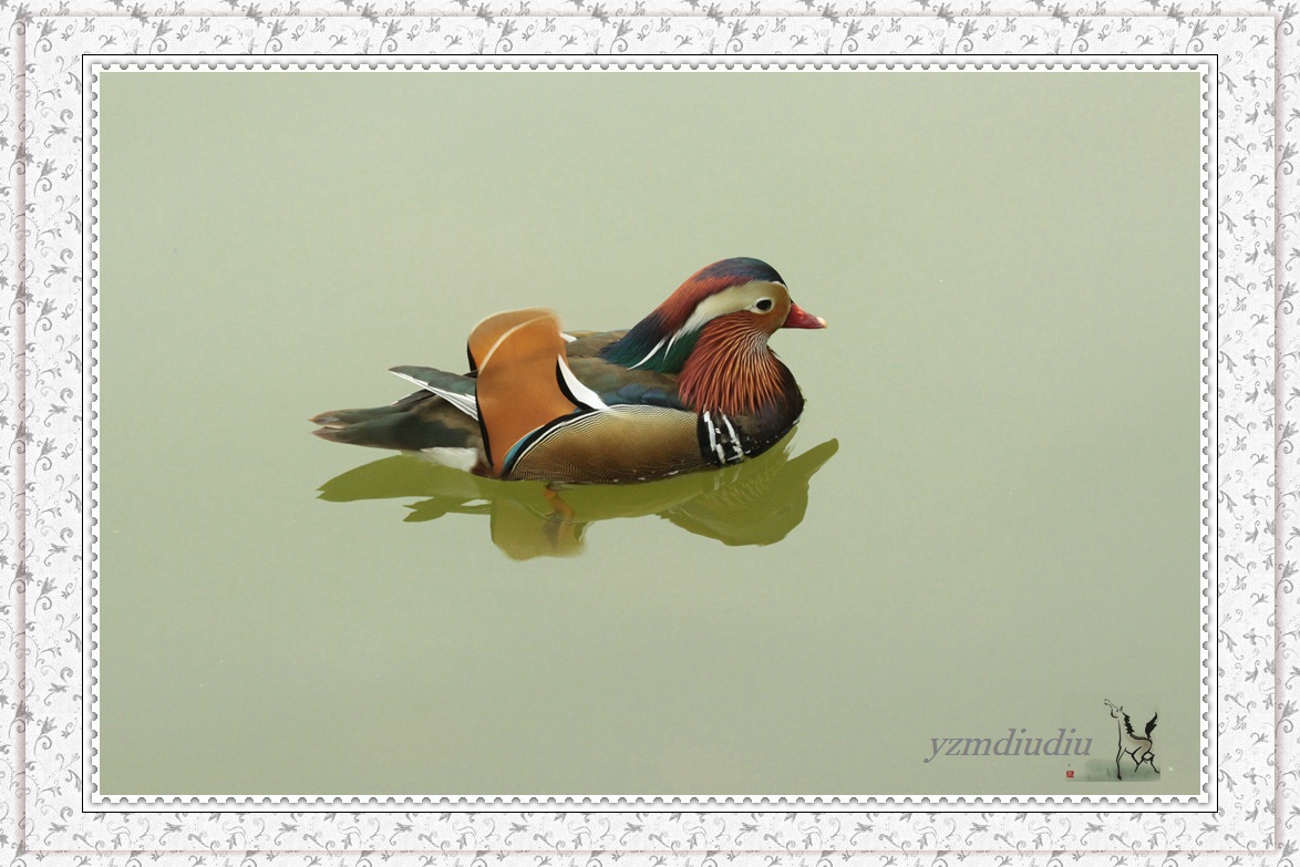 长距镜拍：鸳鸯