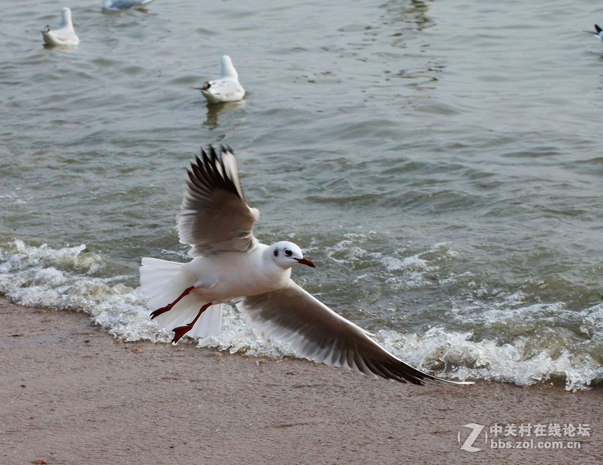 灵性海鸥