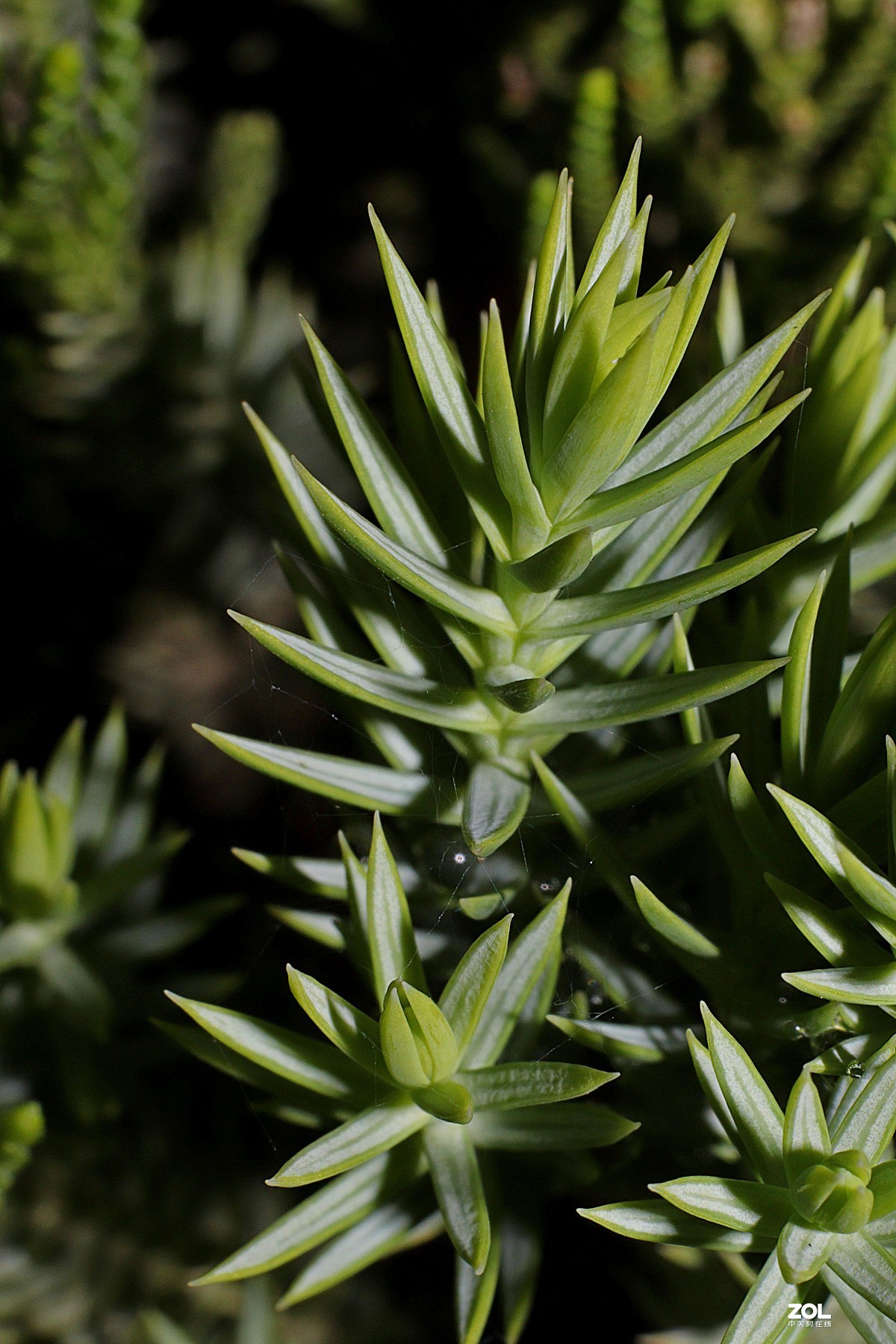 小白初次试拍。近摄接圈的应用，老师们多多指教