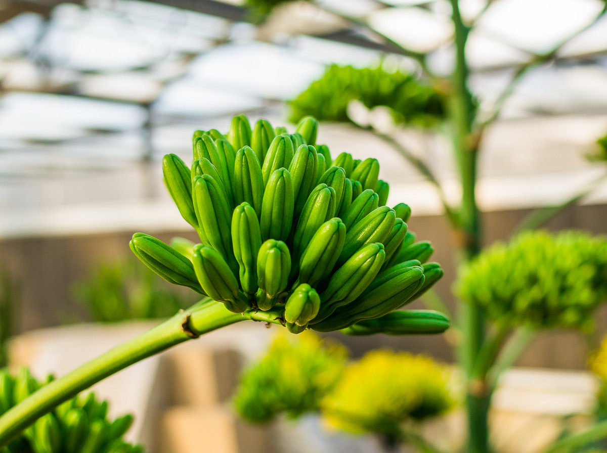 GR越用越爱------花卉大观园
