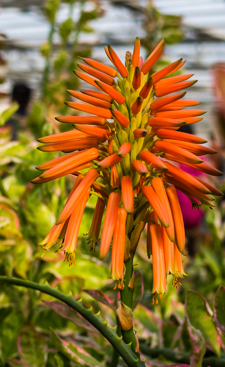 GR越用越爱------花卉大观园