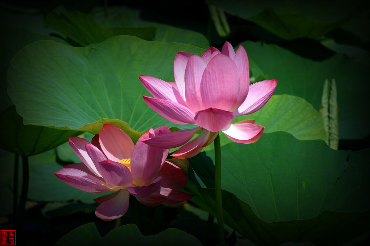 2014荷花【后期-晕光】