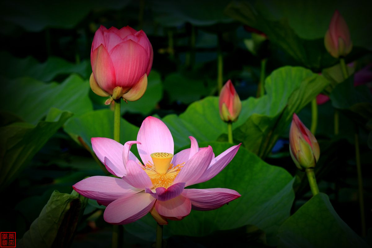 2014荷花【后期-晕光】