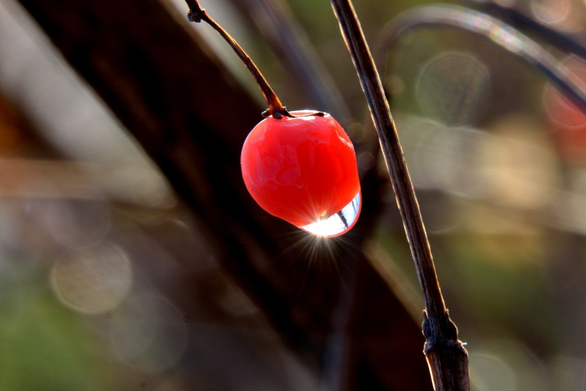 《红豆果》祝贺日照友坛开坛一周年！