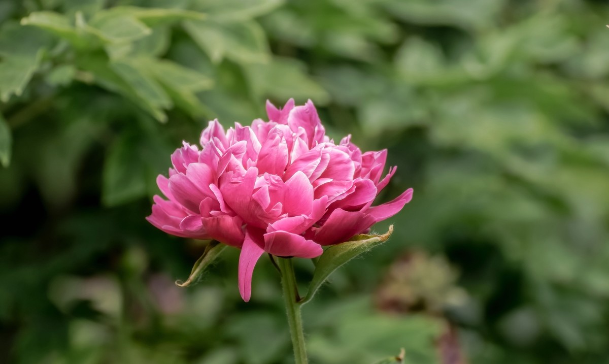 芍药花 《14》-中关村在线摄影论坛