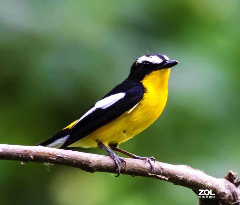 拍鸟新手，上传几张试指片请各位多指导