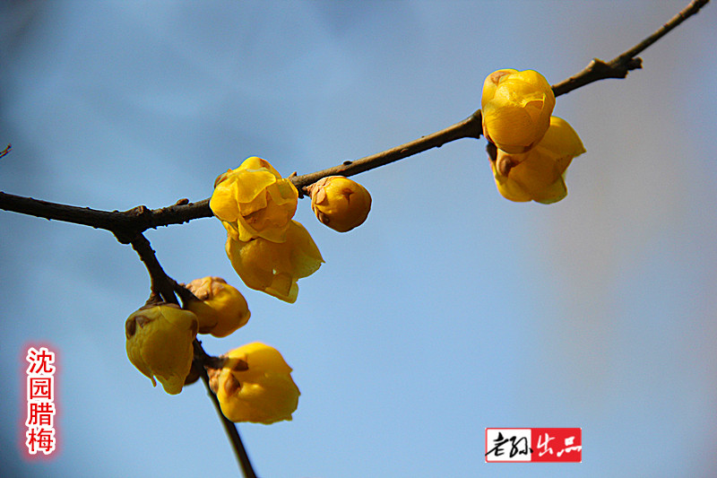 #我爱问神通# 沈园腊梅
