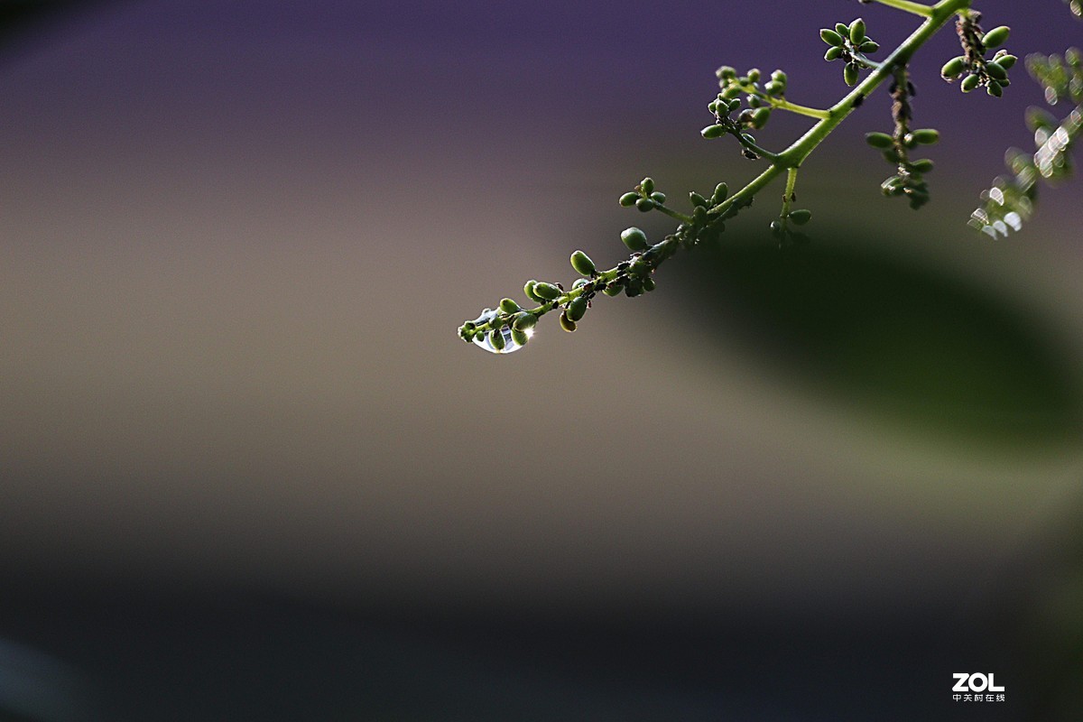 小白初次试拍。近摄接圈的应用，老师们多多指教