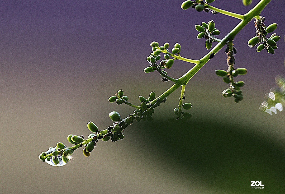 小白初次试拍。近摄接圈的应用，老师们多多指教