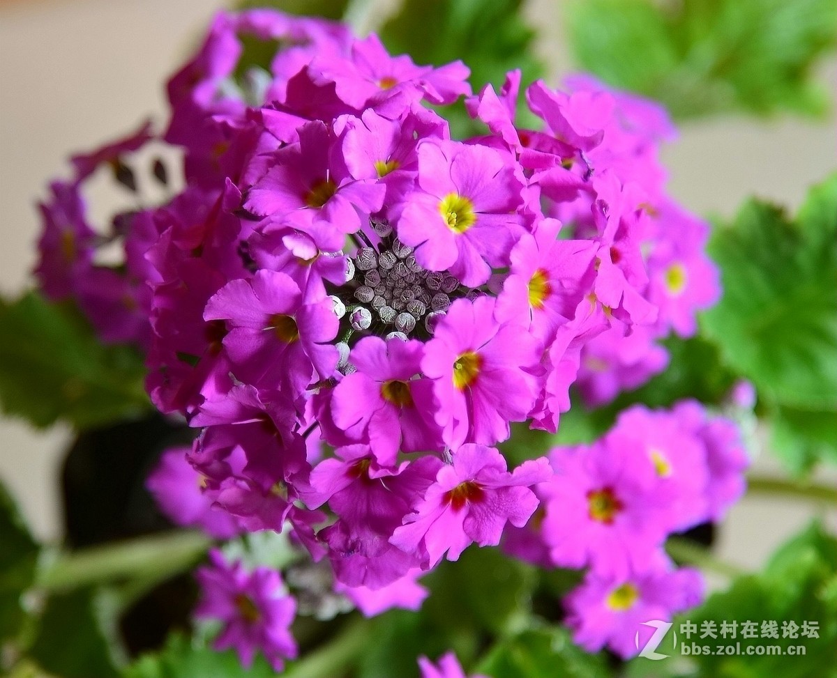 花草------续片