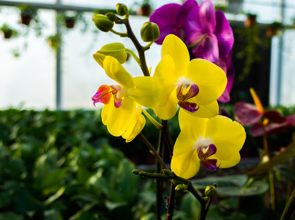 GR越用越爱------花卉大观园