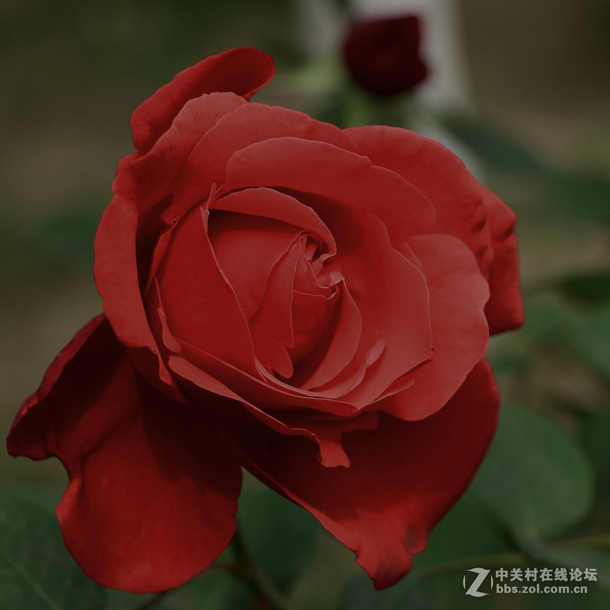 一枝独秀——一组早期练机帖