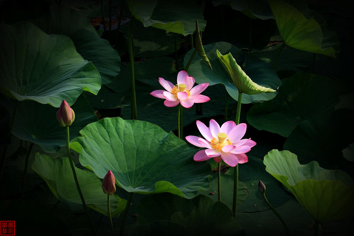 2014荷花【后期-晕光】