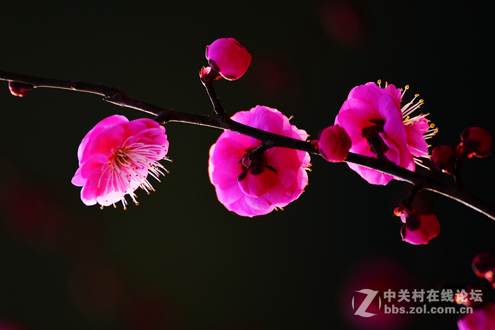 南方无雨雪，梅花悠然开