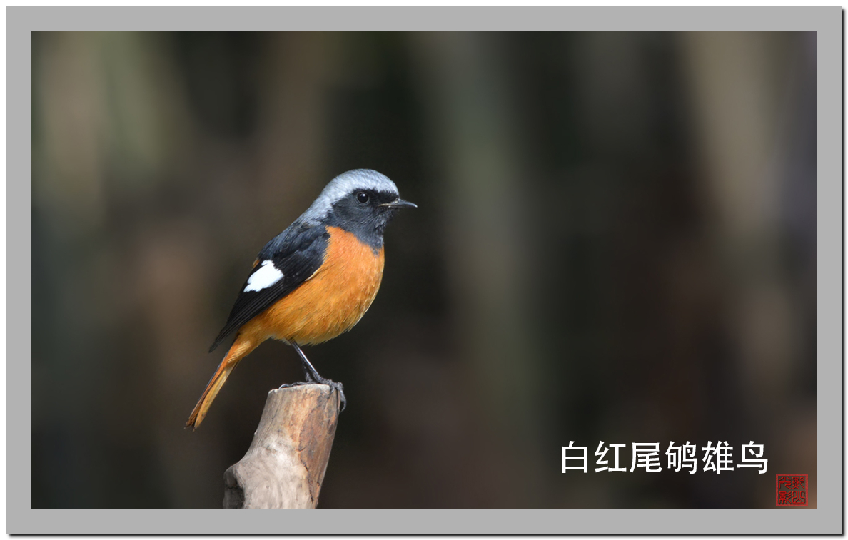 旧版没了，新版上图四只鸟-中关村在线摄影论坛