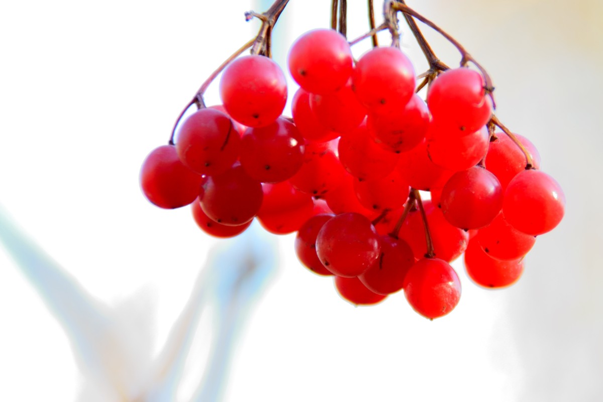 《红豆果》祝贺日照友坛开坛一周年！