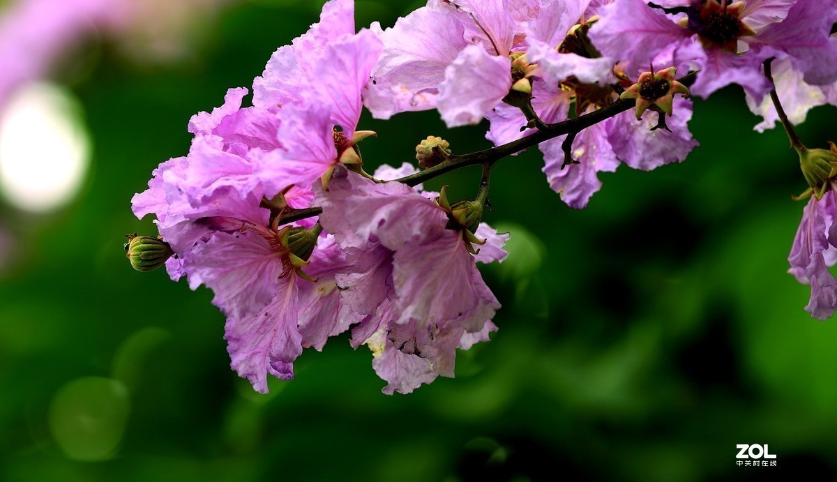 一组灌木紫色花（2）