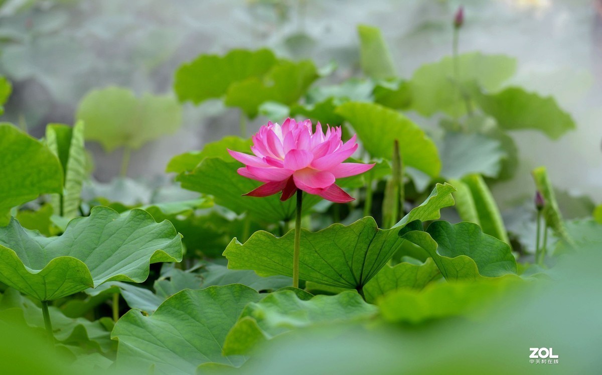 薄雾缥渺赏莲荷