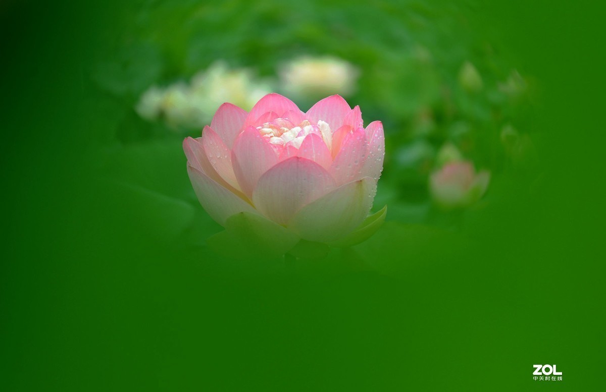 薄雾缥渺赏莲荷