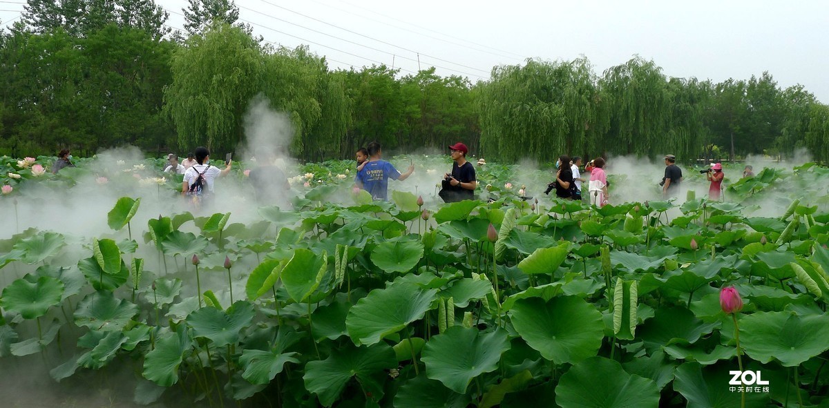 薄雾缥渺赏莲荷