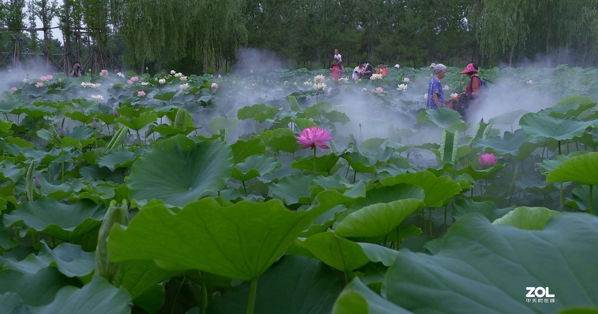 薄雾缥渺赏莲荷